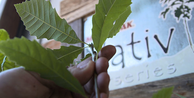 What size seedlings to expect for Naitv Nurseries