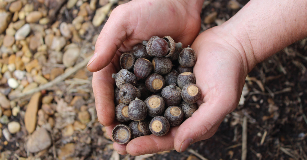 4 Reasons You Should Plant Hybrid Oaks