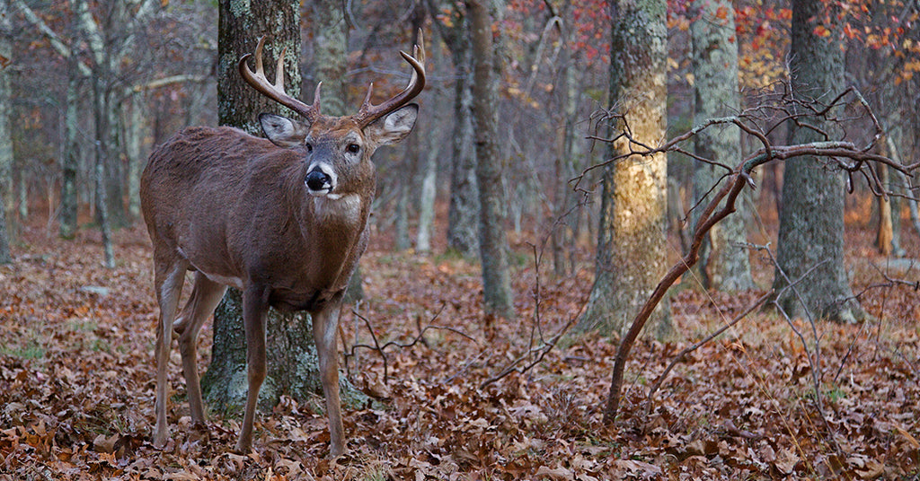 6 Best Oak Trees for Whitetails.