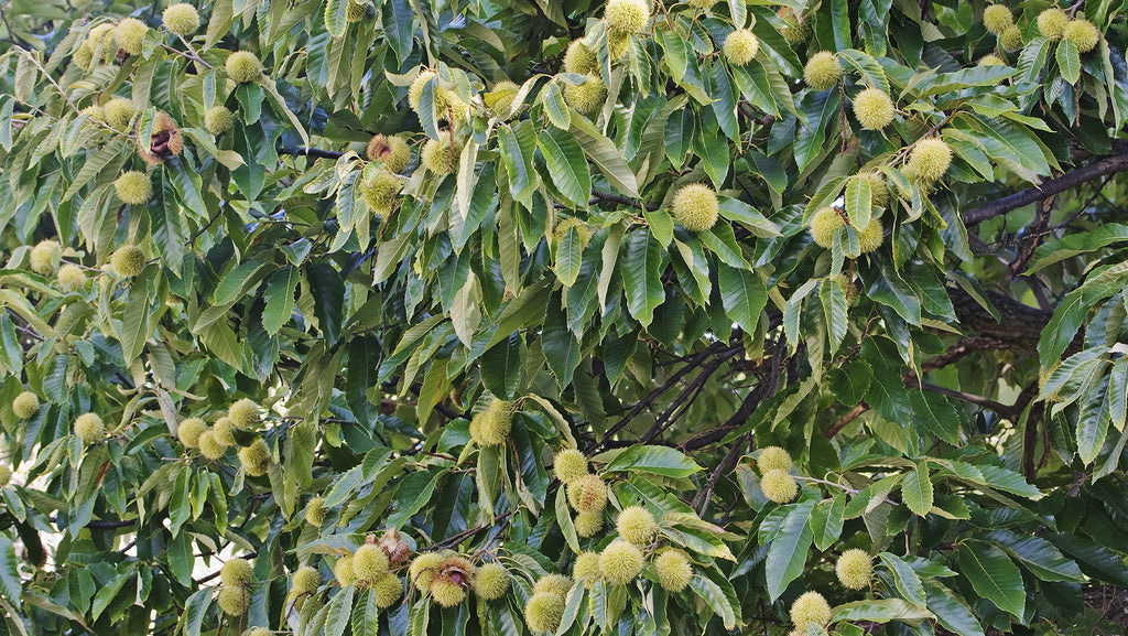 Nativ Nurseries Blight Resistant Chestnuts