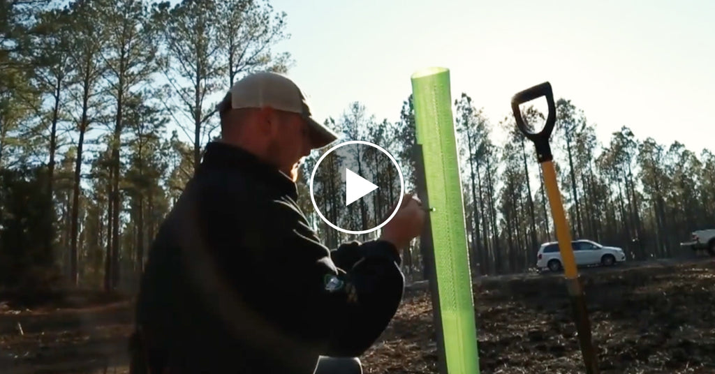 Protecting Your New Trees