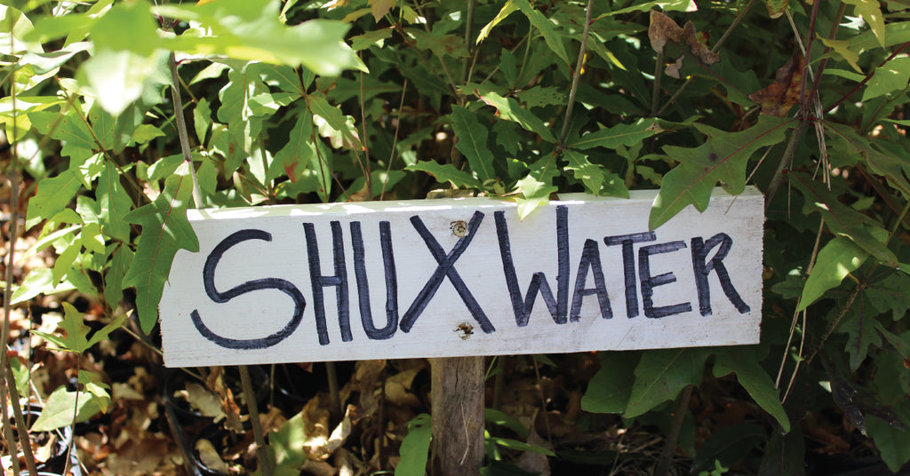 ShuWater Hybrid Oak: One of Our Favorite Hybrids