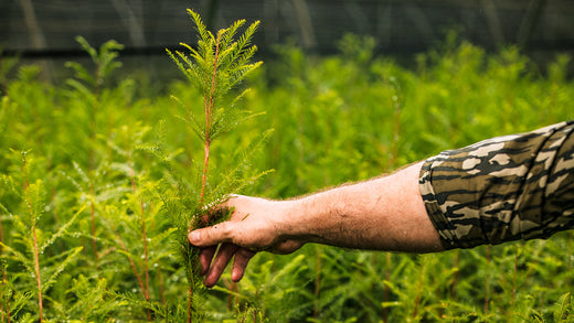 Transform Your Landscape with Bald Cypress Seedlings from Nativ Nurseries