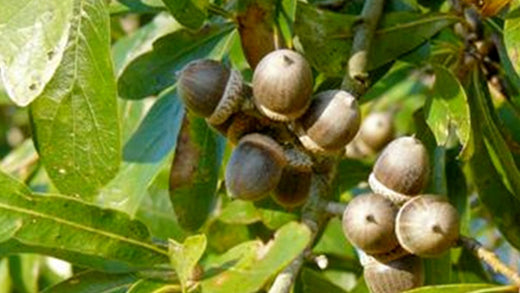 Boost Your Land’s Potential with Laurel Oak Seedlings from Nativ Nurserie