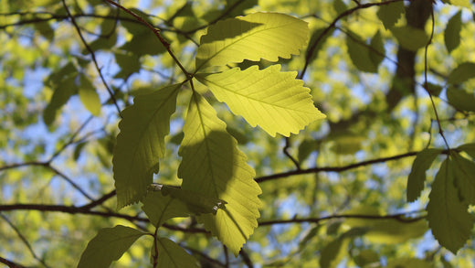 Swamp Chestnut Oak Seedlings from Nativ Nurseries