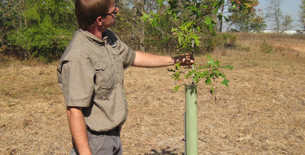 Insurance for Your Trees