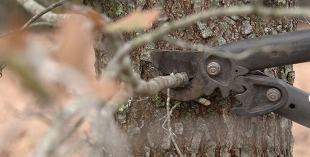 The Best Time To Prune Trees