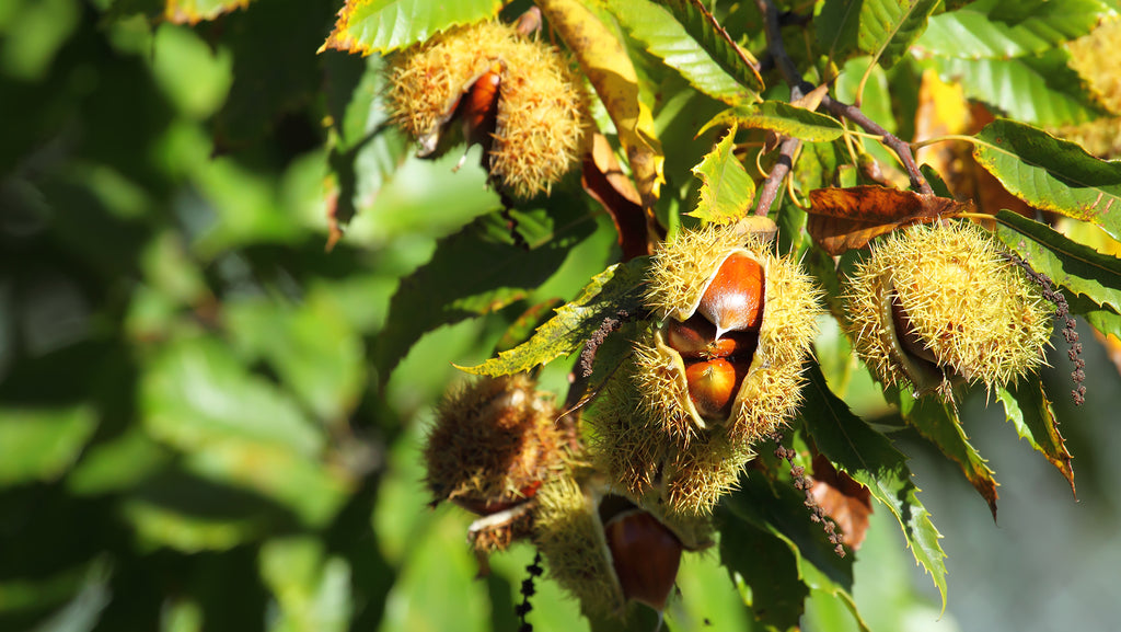 Blight resistant Chestnuts from Nativ Nurseries