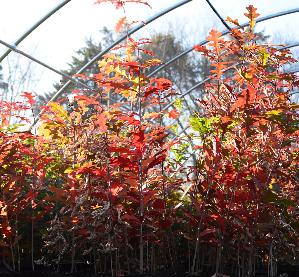 The Ultimate Guide to Nativ Nurseries Seedling Packages: 6 Options for Wildlife Lovers