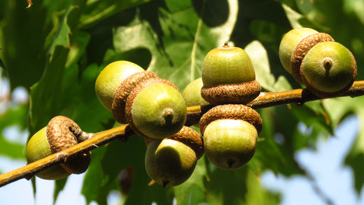 Northern Red Oak Seedlings from Nativ Nurseries