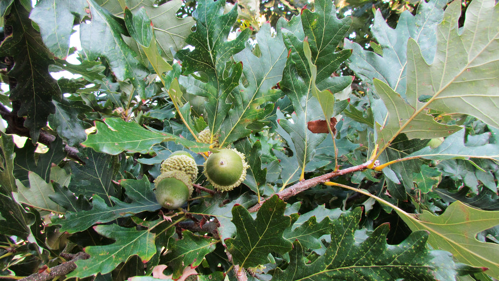 Schuettes Hybrid Oak
