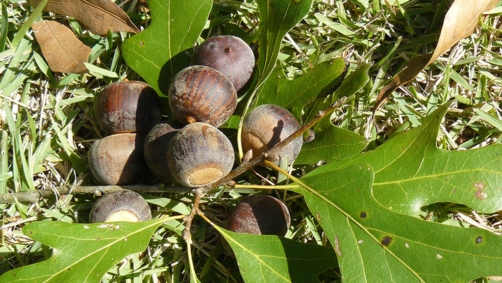 Enhance Your Property with Water x Nuttall Oak Hybrid Seedlings from Nativ Nurseries