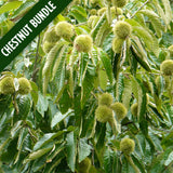 Image of Blight Resistant Chestnut leaves. (Chestnut Bundles)