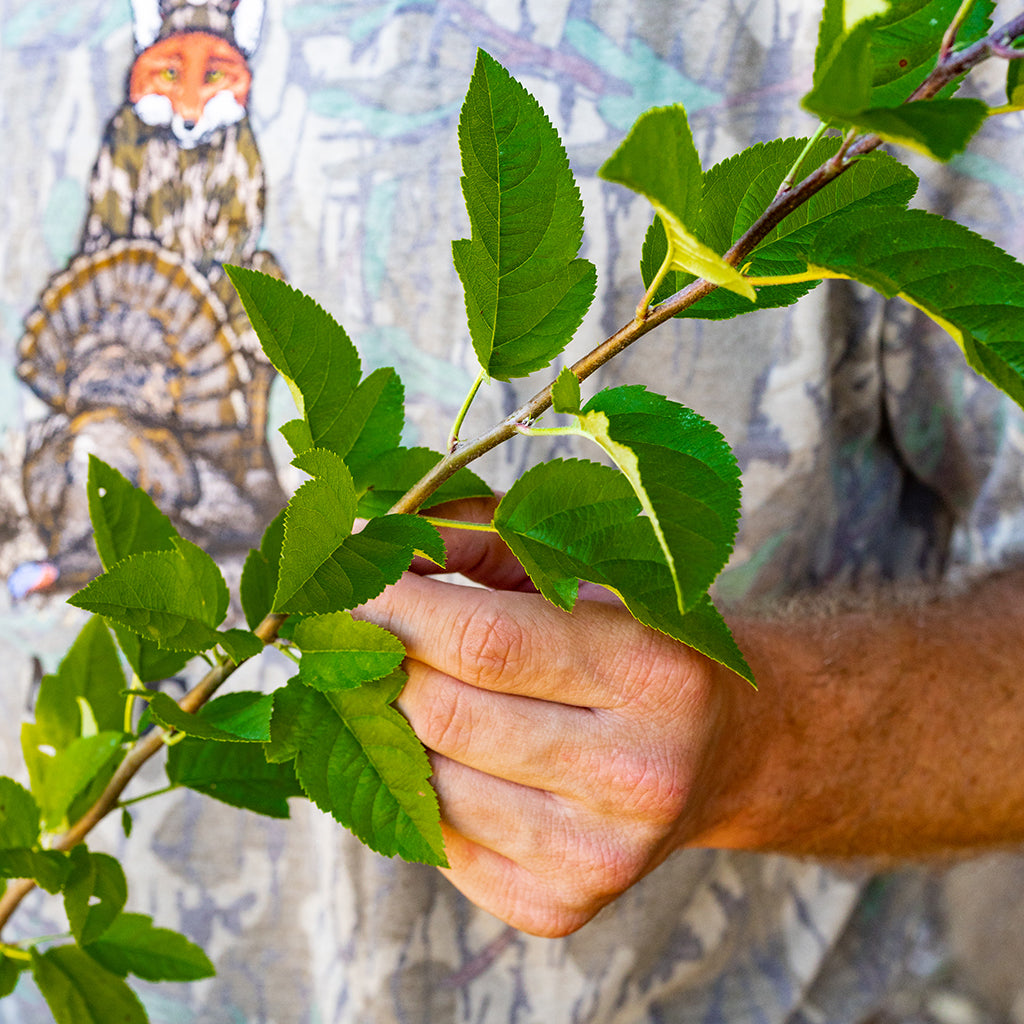 Image of "Wild" Crab Apple leaves.