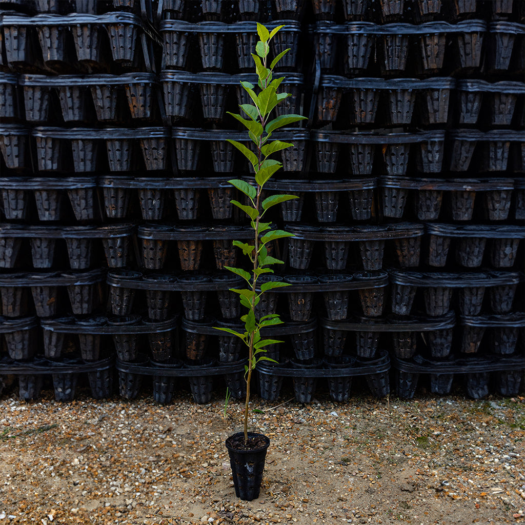 Image of "Wild" Crab Apple at Nativ Nurseries