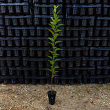 "Wild" Crab Apple at Nativ Nurseries