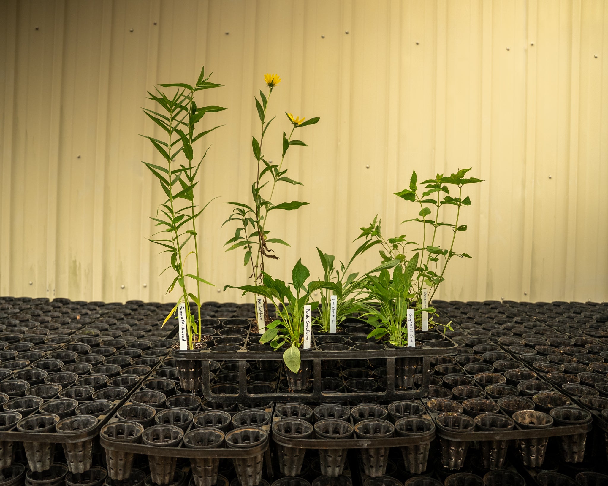 Image of wildflower package sitting in a tray.