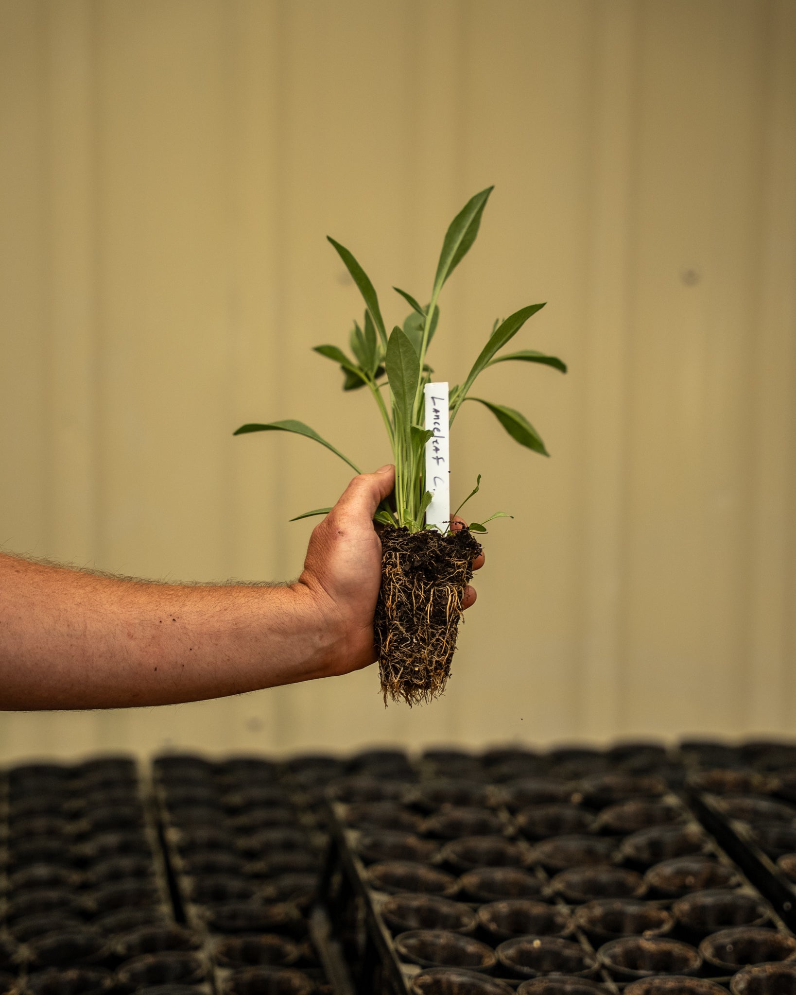image of Lanceleaf Coreopsis plug.