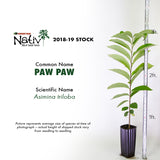 Paw Paw (Asimina triloba)