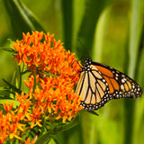Butterfly Weed Wildflower Seed Plug 6 Pack (Asclepias tuberosa)