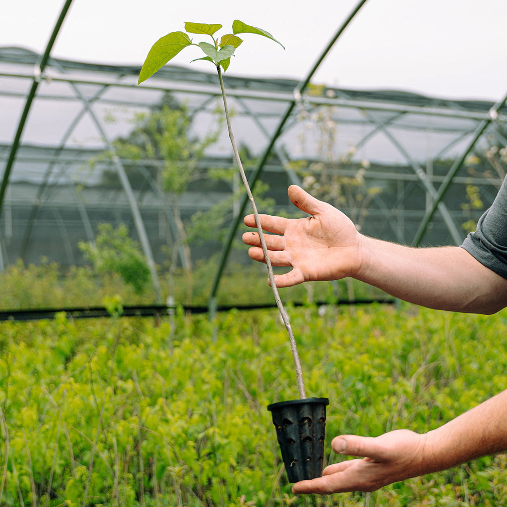 image of Southern Catalpa seedling.