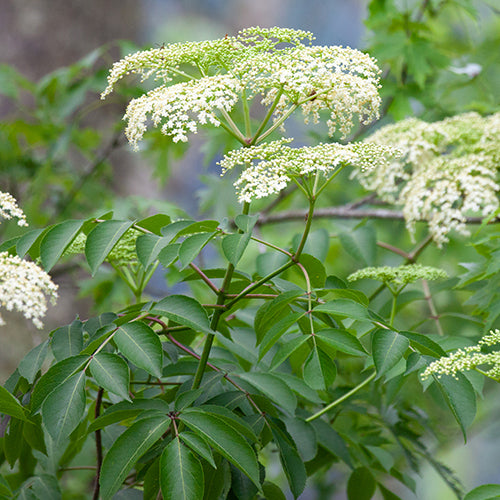 Image of a flowering Elderberry seedling.