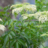 elderberry flowering