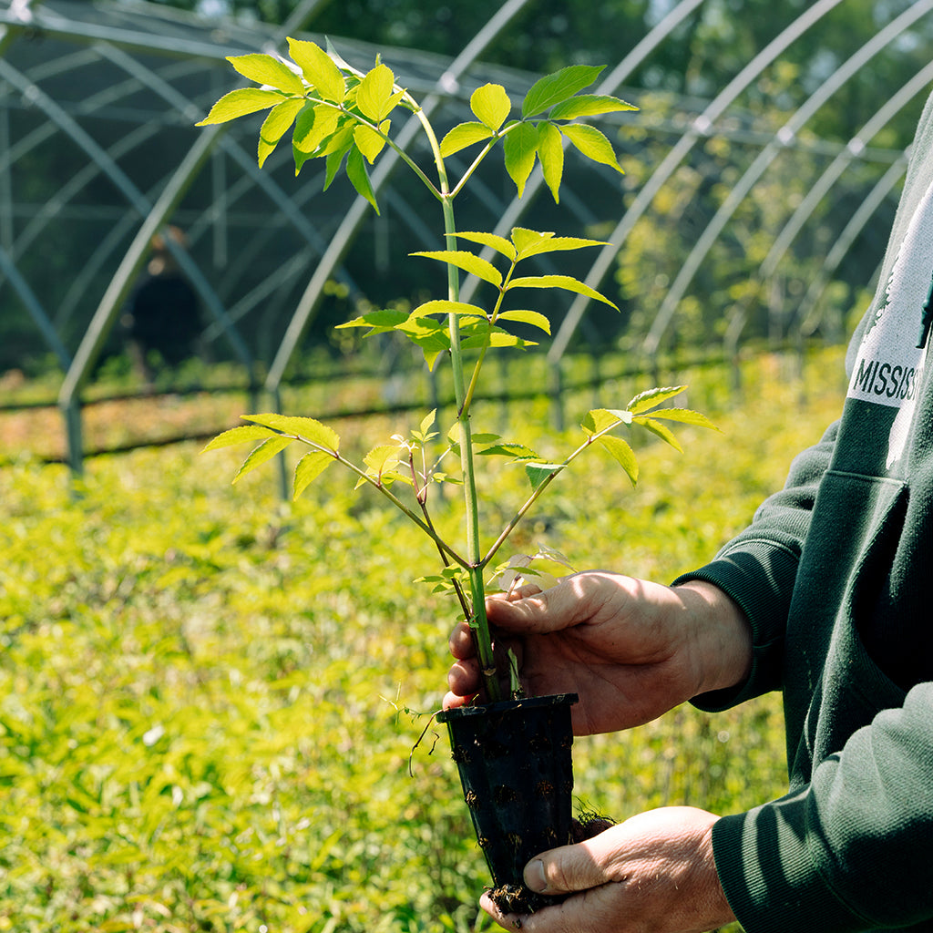 Image of Elderberry seedling.