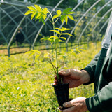 Image of Elderberry seedling.