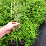 Image of two Elderberry seedlings.