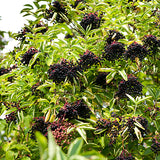Image of Elderberry with fruit.