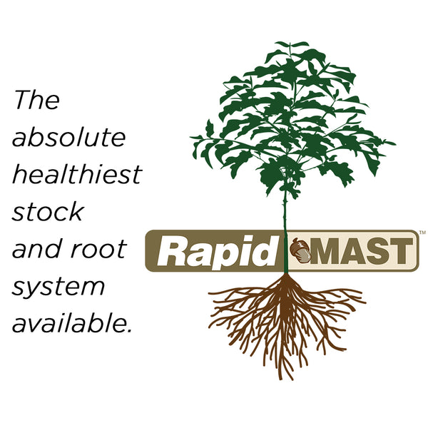 Black Cherry Tree Seedlings for Sale (Prunus serotina) Nativ Nurseries