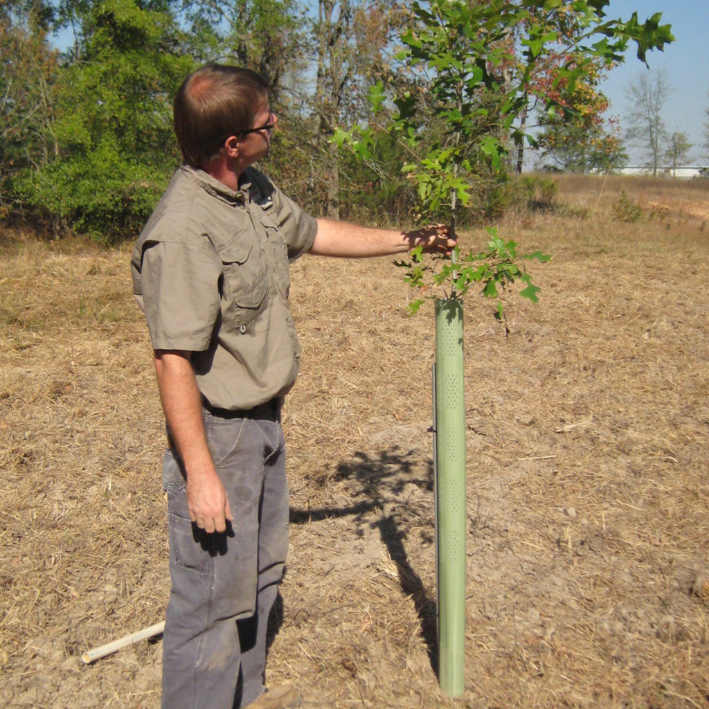 Image of the tree protector tubes working with a tree coming out the top.