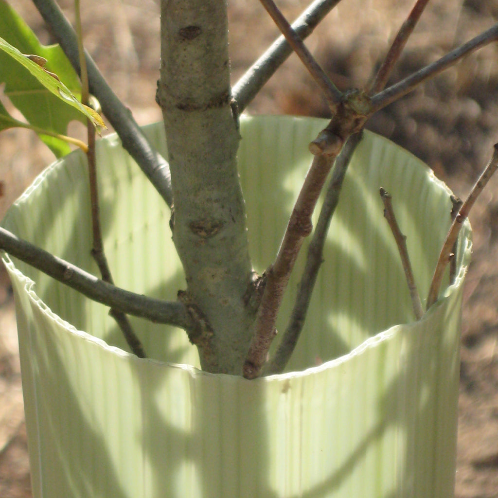 Image of tree protector tube with tree coming out the top.