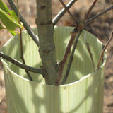 Image of tree protector tube with tree coming out the top.