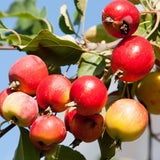 Image of "Wild" Crab Apple fruit on a tree.