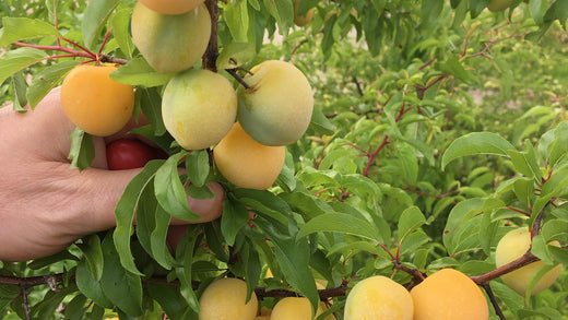 Create a Wildlife Haven with Chickasaw Plum Seedlings from Nativ Nurseries