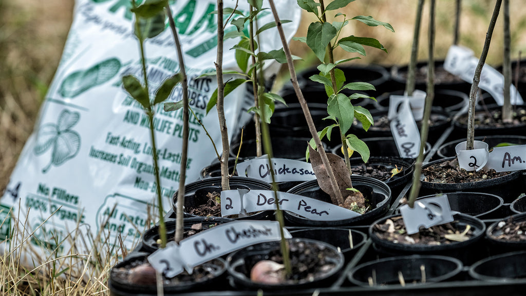 Tips to get your new seedlings through the Summer