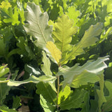 Blackjack Oak (Quercus marilandica)