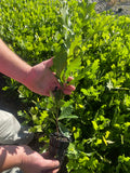 Blackjack Oak (Quercus marilandica)