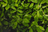 Blight Resistant Chestnuts (Castanea mollissima/hybrids)
