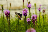 Blazing Star (Liatris spicata)