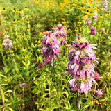 Lemon Beebalm Wildflower Seed Plugs (Monarda citriodora)