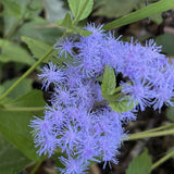 Mistflower Wildflower Seed Plugs (Conoclinium coelestinum)