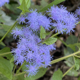 Mistflower Wildflower Seed Plugs (Conoclinium coelestinum)