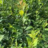 Pre-Order Mayhaw (Crataegus opaca) for Fall Shipment