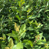 Pre-Order Mayhaw (Crataegus opaca) for Fall Shipment