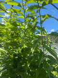 Pre-Order Hortulan Plum (Prunus hortulana) for Fall Shipment