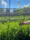Pre-Order Hortulan Plum (Prunus hortulana) for Fall Shipment