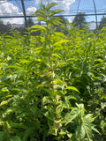 Pre-Order Hortulan Plum (Prunus hortulana) for Fall Shipment